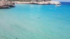 Turistov na Malorke vydesil žralok. Priplával až k pláži