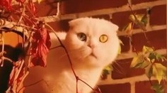 VIDEO: Tohto kocúra si zamilujete. Josef má oči vo farbách švédskej vlajky