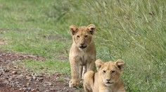 Švédska zoo sa priznala k zabíjaniu levích mláďat. Dôvod je ešte viac šokujúcejší