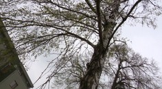 Alergici začali tento rok trpieť podstatne skôr, ako býva zvykom. Zisťovali sme, prečo