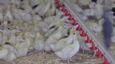 Pandémia vtáčej chrípky masovo likviduje európske chovy. Viacerí chovatelia vidia jediný spôsob záchrany