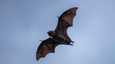 U netopierov v Laose sa našli podobné vírusy, ktoré spôsobujú covid