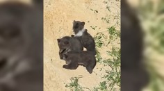 VIDEO: Prijali ju do medvedej rodiny. Lada a Vesna sa so Zorou rýchlo spriatelili