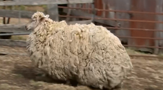 Ovca, ktorú nikdy nestrihali: Musela žmurknúť, aby sme vedeli, že žije