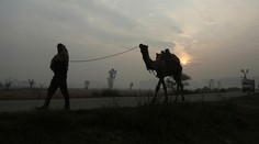 Na žiadosť domorodcov v Južnej Austrálii zastrelia tisícky tiav