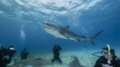 Dráma v dovolenkovom raji. Desaťročný chlapec sa potápal so žralokmi, jeden naňho zaútočil
