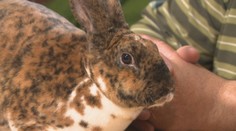 Muž spod Tatier vyšľachtil unikátne štrbské gepardie králiky, aké ste ešte nevideli. Pozrite sa, ako vyzerajú