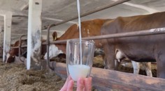 Chov dojníc na Slovensku je pred kolapsom. Prvovýrobcom mlieka môže pomôcť štát, zatiaľ iba sľubuje