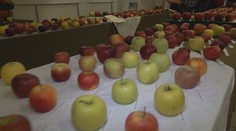 Pozrite si najkrajšie jablko tohto roka: Jeho farba vás možno prekvapí