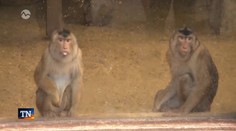 Veľkonočná hra v ZOO