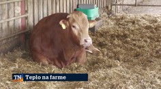 Teplo na farme