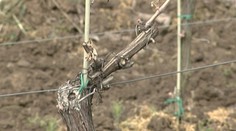 Vinohradníkom na juhu Slovenska je do plaču. Mráz im zničil všetku úrodu