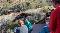 Dramatický moment. Orol sa pokúsil odniesť malého chlapca