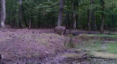 Na juhu Slovenska sa objavil nový predátor