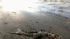 Katastrofálna bilancia extrémnych horúčav: V Kanade sa „uvarila" vyše miliarda živočíchov