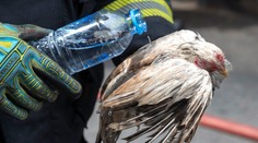 FOTO: Uhynuli v plameňoch. Požiar na slávnom bangkockom trhu zabil tisíc zvierat