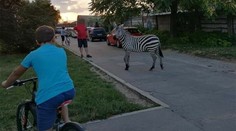 Na piešťanské sídlisko zavítal exotický návštevník. Diega museli uspať a odovzdať majiteľovi