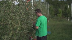 Ovocné sady opäť otvárajú brány. Začína sa samozber jabĺk, tento rok skôr, ako je zvykom