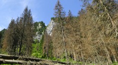 Takmer 2000 stromov vo Vysokých Tatrách neodolalo náporom vetra