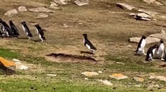 VIDEO: Popletený tučniak sa pridal k nesprávnej skupine. Video z Falklandov baví sociálne siete