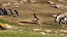 VIDEO: Popletený tučniak sa pridal k nesprávnej skupine. Video z Falklandov baví sociálne siete