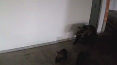 Medvedica s dvomi mláďatami si to namierila do centra Starého Smokovca. V pätách im bol samec