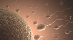 V roku 2060 bude väčšina mužov neplodných. Naše spermie sa zhoršujú