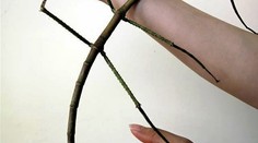 Myslíte si, že sa pozeráte na konár stromu? Omyl!