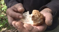 Týmito hubami na Slovensku pohŕdajú, v zahraničí za ne platia tisíce