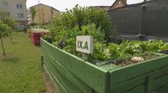 Vädne vám záhrada? Odborníčka radí, kedy ju počas horúčav nikdy nepolievať