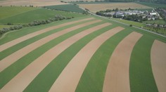 Polia pri Nitre sú na pohľad ako namaľované. Novinka v slovenskom poľnohospodárstve púta pozornosť