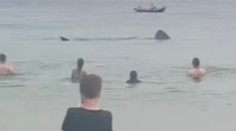 VIDEO: Obrie žraloky desili návštevníkov pláže. Pokojne plávali okolo nich