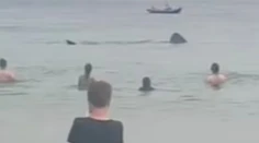 VIDEO: Obrie žraloky desili návštevníkov pláže. Pokojne plávali okolo nich