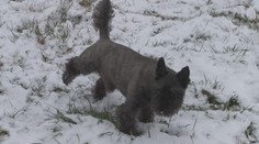 Vo Svidníku sa rozhodli pre pozitívny krok. Týka sa psích miláčikov