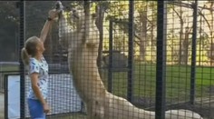 Brutálny útok v zoo. Levy napadli ošetrovateľku, tá je v kritickom stave