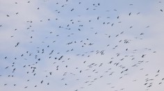 Oteplenie urýchľuje návrat sťahovavých vtákov. Môžu so sebou priniesť aj nebezpečné choroby