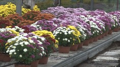 Chryzantémy pred Dušičkami vraj výrazne nezdraželi. Kvetinárstva ich už predávajú