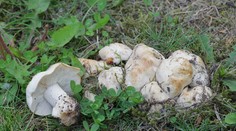 Išli na huby, vrátili sa s mastnou pokutou. Dôvodom je limitované množstvo