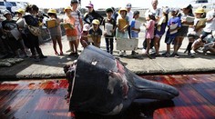 Šokujúce zábery: Žiačikom ukazovali naživo krvavé jatky