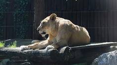 Bratislavská zoo prišla o legendu. Museli utratiť 21-ročnú levicu
