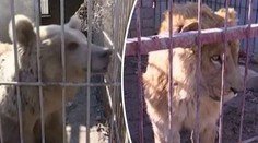 Smutný pohľad na zoo v Mósule: Hrôzy vojny prežili iba dve utrápené zvieratá