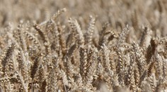 Zákaz dovozu obilnín z Ukrajiny zvažuje aj Bulharsko