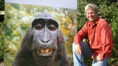 Časť peňazí z opičej selfie, ktorá obletela svet, pôjde na záchranu druhu