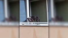 Na kosť vychudnutého psa zachránili hasiči cez okno. Týrané zviera je už v opatere veterinára