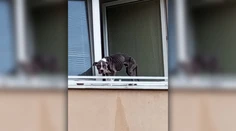 Na kosť vychudnutého psa zachránili hasiči cez okno. Týrané zviera je už v opatere veterinára