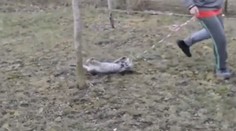 Nevinná hra s mačkou alebo týranie? Mladíci zavesili na internet kontroverzné video