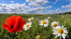 Tento rok bol zatiaľ na Zemi druhý najteplejší