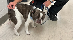 Žena nechala psa na letisku po tom, čo ho nepustili do lietadla. Na dovolenku odletela sama