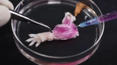 Koniec protézam a transplantáciám? Vedci vypestovali novú potkaniu končatinu