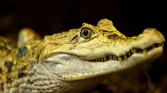 Slovák si z Ameriky objednal klobúk s krokodílími zubami, zrejme ho ale nikdy neuvidí